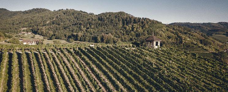 Weinmanufaktur Gengenbach 