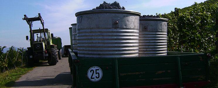 Winzergenossenschaft Wolfenweiler  (Seite:2)