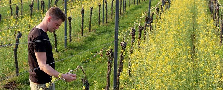 Weingut Richard Rinck 