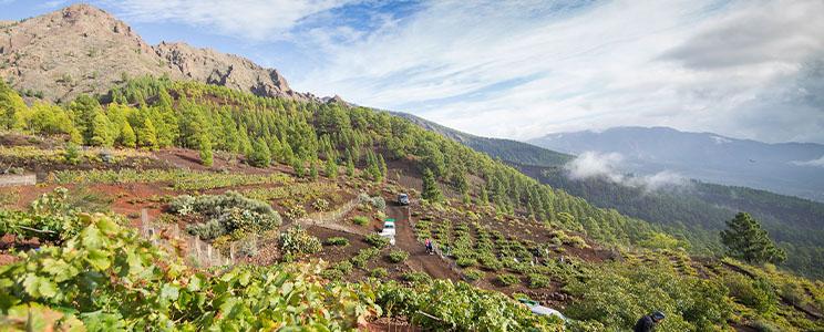 Bodega Comarcal del Valle de Güímar 