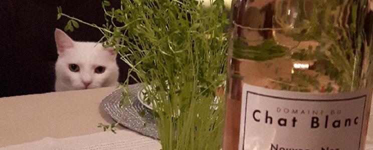 Domaine du Chat Blanc 