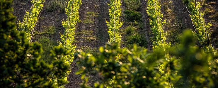 Domaines Julien & Fils 