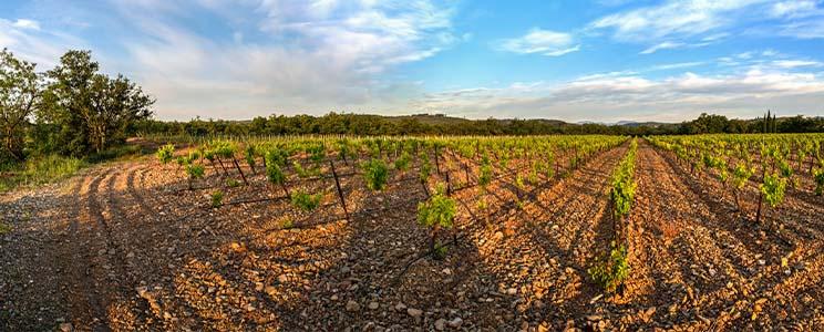 Domaines Julien & Fils 