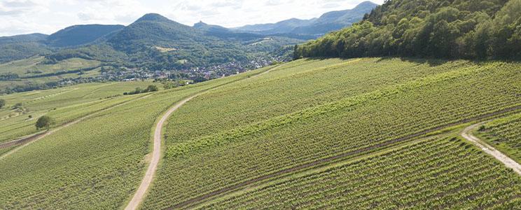 Weingut 1616 Pfaffmann Heinz Stiftung 