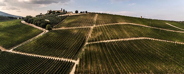 Casa Vinicola Luigi Cecchi e Figli 
