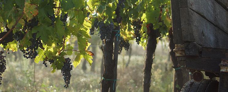 Château Vieille Tour 