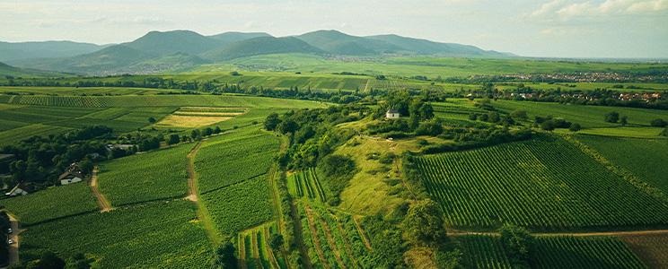 Weingut Kranz 