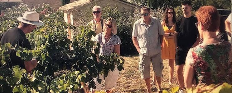 Domaine du Chat Blanc 