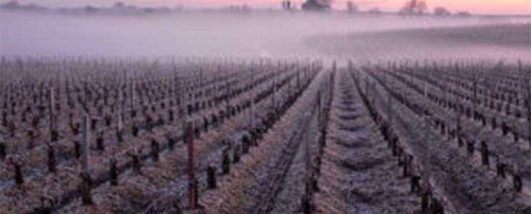 Château Calon Ségur 