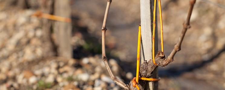 Château Calon Ségur 