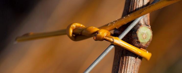 Château Calon Ségur 