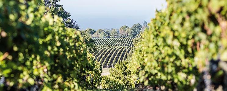 Château Calon Ségur 