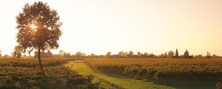 Azienda Agricola Piazza Antonio, Giorgio e Stefano 