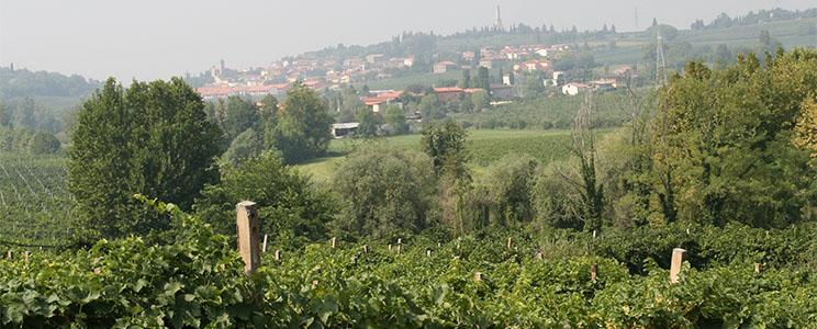 Azienda Agricola Gorgo