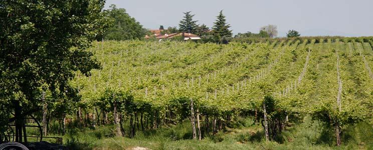Azienda Agricola Gorgo