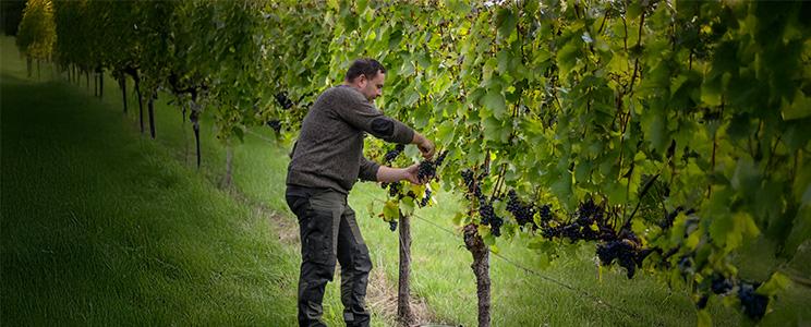 Remstalkellerei  (Seite:5)