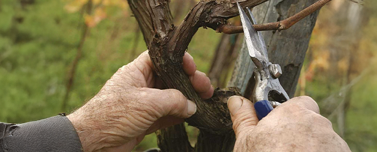 StraItalian Winemakers 