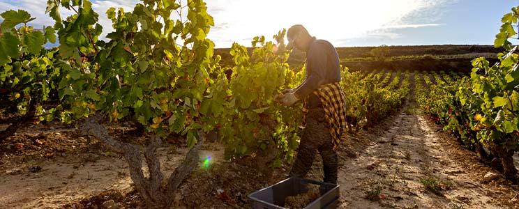 Bodegas y Viñedos Leza García 