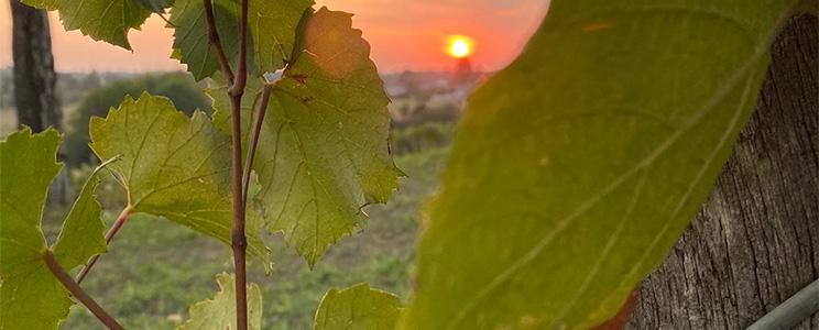 Azienda Agricola Peroni 