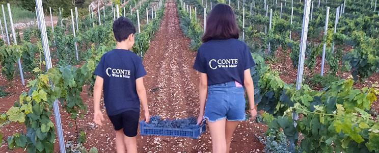 Conte Wine and Maker 
