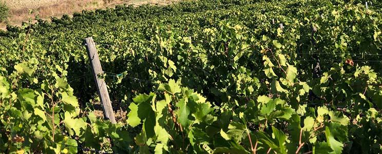 La Chimera D'Albegna 