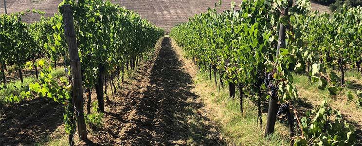 La Chimera D'Albegna 