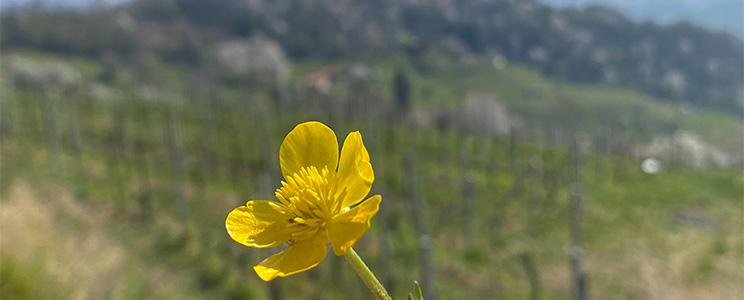 Azienda Agricola Sant’Egidio 