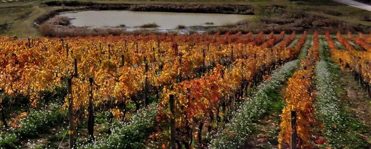 Azienda Agricola Contesa 