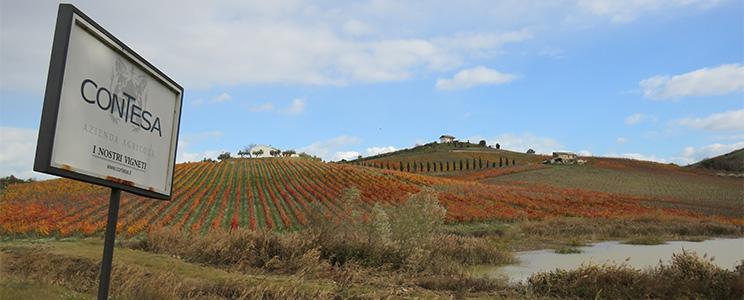 Azienda Agricola Contesa 