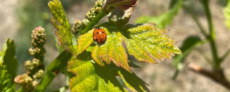 Azienda Agricola Sant’Egidio 
