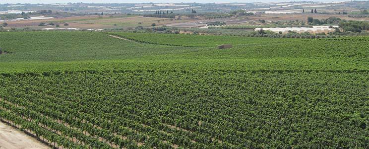 Terre di Noto 