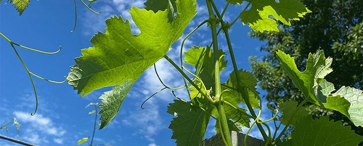 Azienda Agricola Sant’Egidio 
