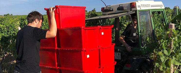 Weingut Georg Schneider 