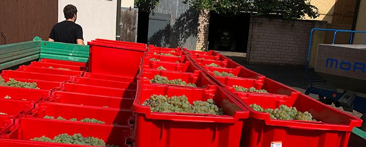 Weingut Georg Schneider 