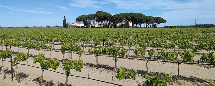 Domaines de Moulines et Figueirasse 