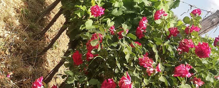 La Cignozza di Roberto Del Buono 