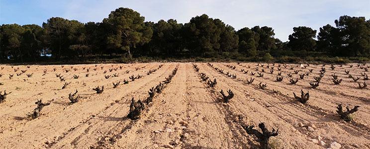 Dobledeperez Microbodega 