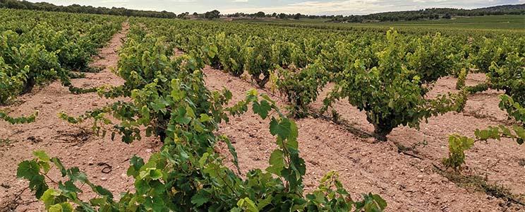 Dobledeperez Microbodega 