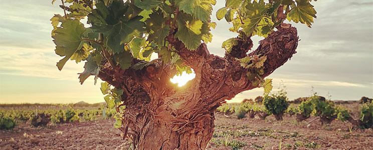 Dobledeperez Microbodega 