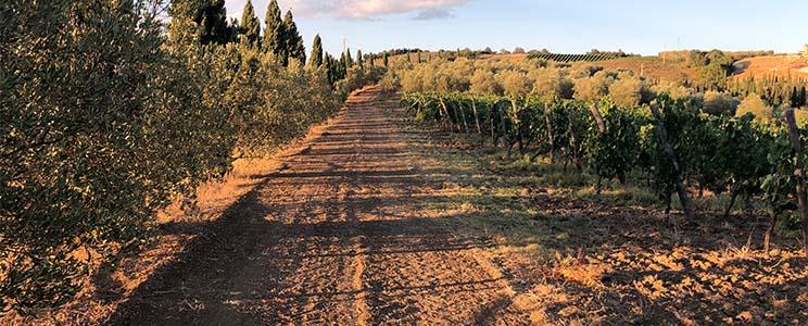 La Chimera D'Albegna 