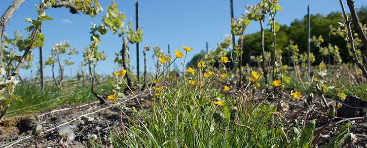 Champagne Constantine 