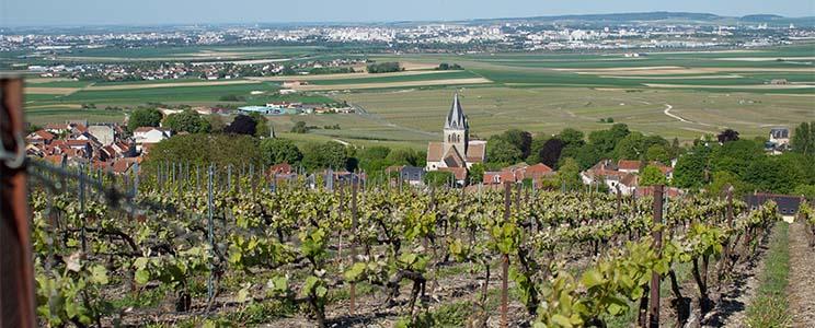 Champagne Pierre Jardin 