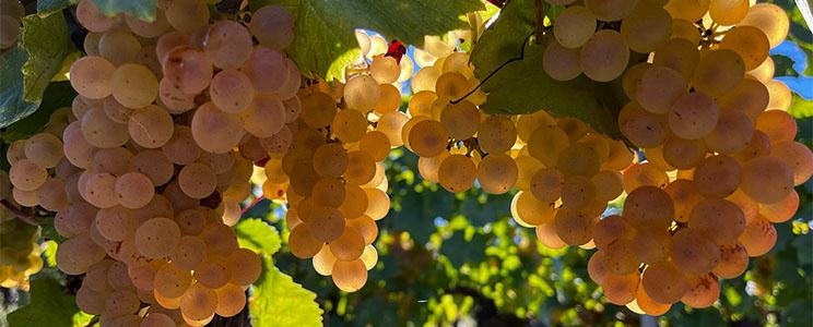Domaine Christine, Elodie & Patrick Chalmeau 