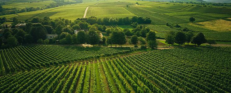 Weingut Kranz 