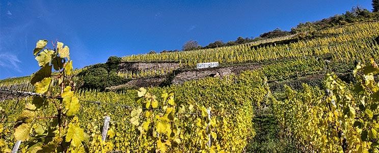 Weingut C.A. Immich-Batterieberg : Riesling