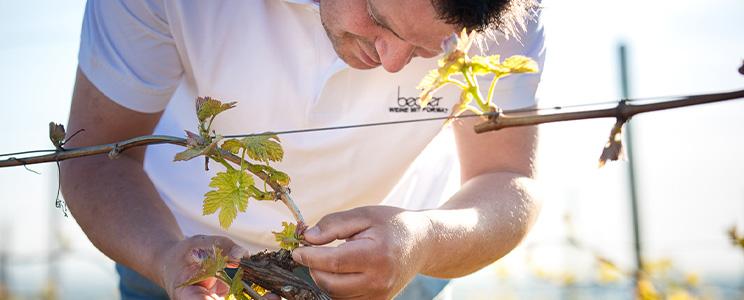 Weingut Becker 
