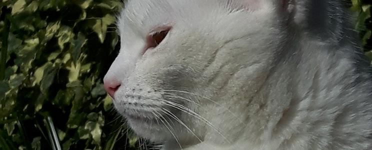 Domaine du Chat Blanc 