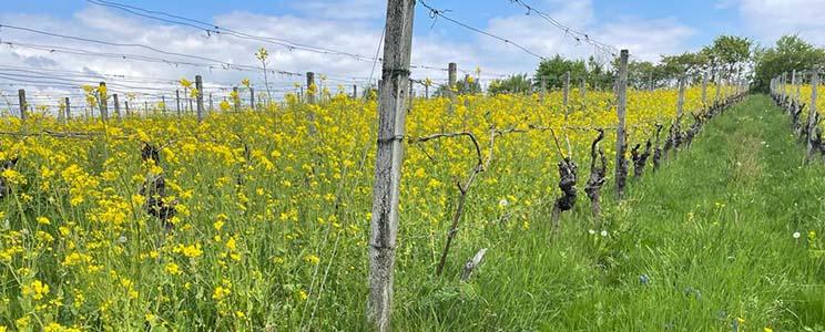 Weingut Wachtstetter 