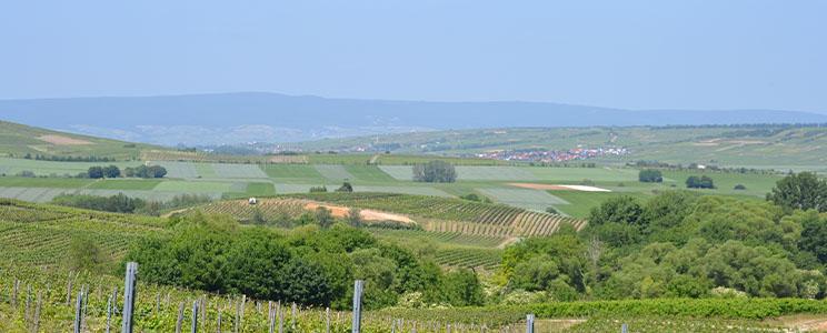 Weingut Porderhof: Cuvée (Weiß)