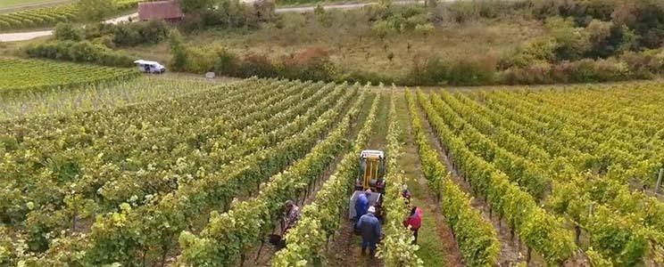 Familienweingut Braun 